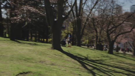 Toma-Panorámica-De-Personas-Que-Van-A-Ver-Los-Cerezos-En-Flor