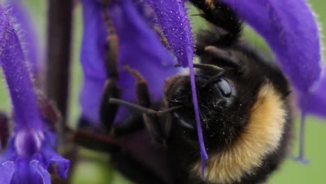 Macro-shot-of-a-bumblebee-sitting-on-a-purple-flower-in-slow-motion