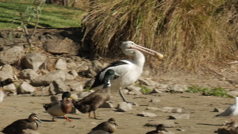 Large-white-pelican-picks-up-a-bread-roll-in-its-beak-and-moves-towards-the-water-of-a-pond
