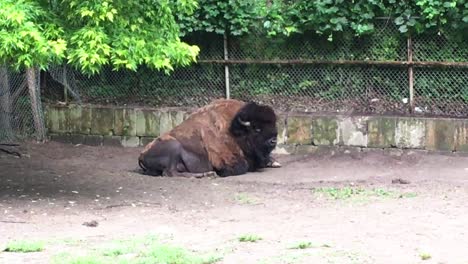 Bisonte-Mueve-La-Cola-Mientras-Descansa,-Parque-Zoológico-Alto