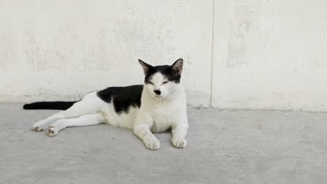 Schwarz-weiße-Katzen-Sitzen-Und-Schauen-In-Die-Kamera