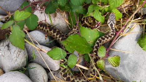 European-Adder-on-the-move-after-basking-in-the-sun-in-order-to-warm-up-to-enable-it-to-move-more-quickly,-found-near-a-beach-in-North-Wales,-UK