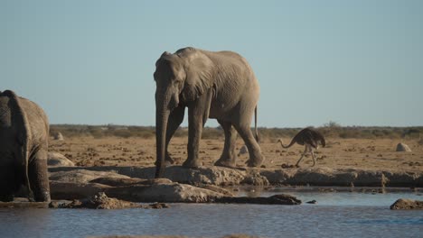 Elefante-Africano-Se-Detiene-En-Un-Lugar-En-El-Pozo-De-Agua-Y-Bebe-Agua