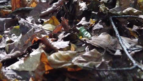 The-sun's-rays-reflected-on-the-brown-leaves-fallen-to-the-ground