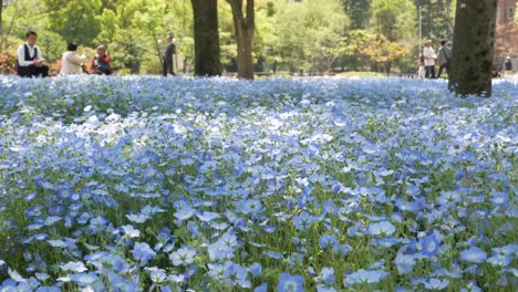 Feld-Der-Blauen-Nemophila-Blume-Im-Hibiya-Parkgarten-–-Tokio,-Japan-Im-Sommer,-Frühlingssonnenschein,-Tageszeit-–-4K-UHD-Videofilmmaterial-Kurz