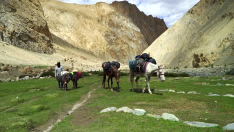 Caravana-De-Sherpa-Con-Caballos-Cargados-En-La-Caminata-Del-Valle-De-Markha-Caminando-Más-Allá-De-La-Cámara-En-Un-Campo-De-Hierba-Verde