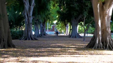 Junge-Asiatische-Frauen,-Die-Citybike-Zwischen-Baum-Im-Botanischen-Garten-Von-Brisbane-Cbd,-Stadtrat-Von-Brisbane-Fahren