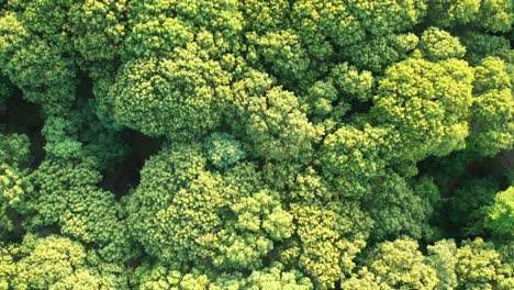 Vista-Aérea-Superior-Sobre-árboles-Verdes-En-Un-Parque-En-Una-Tarde-Soleada,-árboles-Que-Parecen-Brócoli
