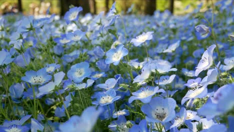 Campo-De-La-Flor-Nemophila-Azul-En-El-Jardín-Del-Parque-Hibiya--tokio,-Japón-En-Verano-Primavera-Sol-Día-Tiempo--4k-Uhd-Video-Filmación-Corta