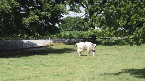 Vaca-Amish-Protegiendo-A-Su-Ternero-Recién-Nacido