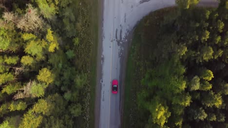 Un-Coche-Rojo-Recorre-Un-Largo-Camino-Entre-Grandes-árboles