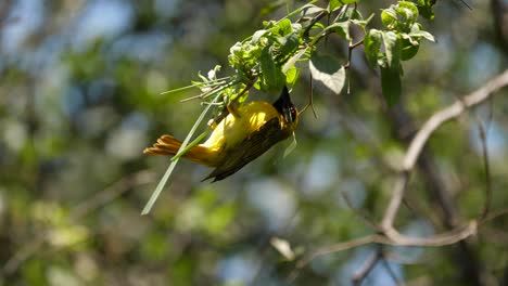 A-colourful-male-Southern-Masked-Weaver-meticulously-weaves-grass-through-branches-to-build-a-nest