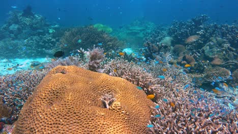 Un-Hermoso-Y-Colorido-Arrecife-De-Coral-En-Raja-Ampat-Indonesia-Capturado-En-4k