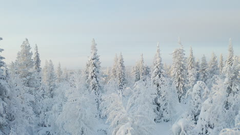 Aerial-view-of-going-between-snowy-trees-and-showing-spectacular-winter-landscape-view-in-the-end,-filmed-in-Lapland-Finland