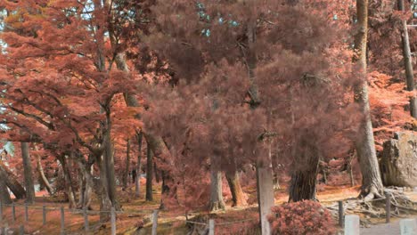 Wunderschöner-Orangefarbener-Herbstlaubwald-Mit-Einem-Großen-Schrein-In-Der-Ferne-Mit-Touristen,-Die-In-Kyoto,-Japan,-Sanfte-Beleuchtung-In-Zeitlupe-4k-Spazieren-Gehen