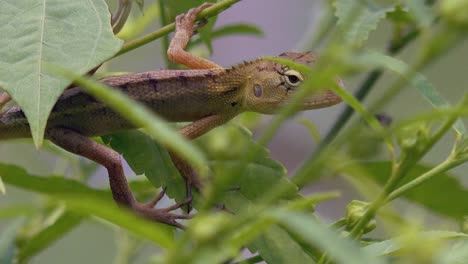 Close-Shot-of-a-Lizard-Hanging-on-a-Branch