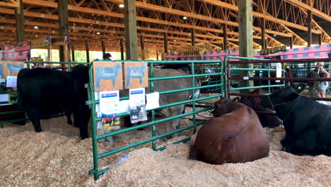 Cows-waiting-to-be-sold-at-Coos-County-Fair,-Oregon