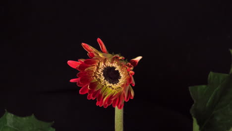Gerbera-Gänseblümchen-Blühender-Blütenkopf