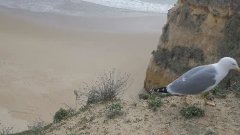Seagull-on-Cliff-Relaxing-Walk-of-Frame-Beach-in-Background-Portimão