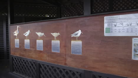 A-large-wooden-board-showing-images-and-details-of-the-various-bird-life-residing-in-a-park-in-Singapore---Wide-pan-shot