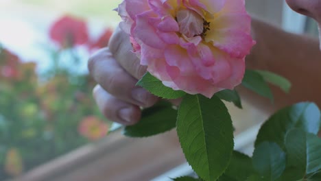 Vista-Cercana-De-Un-Hombre-Que-Huele-Un-Anillo-De-Flores-Rosas