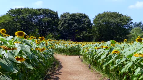Sonnenblumenfelder-In-Tokio,-Japan