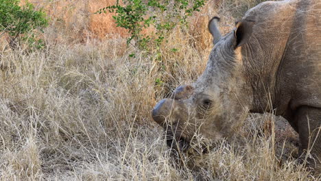 Cerca-De-Rinoceronte-Blanco-Descornado-Comiendo-Hierba-Seca,-Reserva-Privada-De-Thanda
