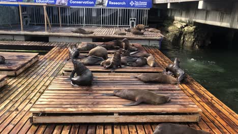 Leones-Marinos-En-Un-Hábitat-Al-Aire-Libre-Del-Zoológico-Público-De-Dos-Océanos-En-Ciudad-Del-Cabo,-Sudáfrica