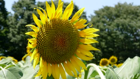 Eine-Sonnenblume-Auf-Einem-Feld-In-Tokio,-Japan