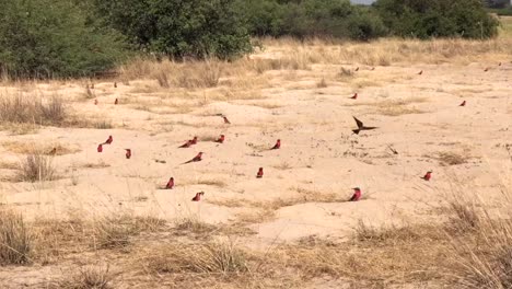 Highly-social-Carmine-Bee-eaters-guard-burrows-in-warm-African-sand