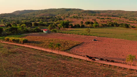 Luftaufnahme-Eines-Bauernhofs-In-Brasilien-Mit-Kühen,-Die-Auf-Einer-Straße-Laufen