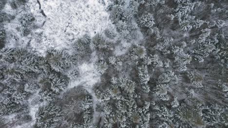 Birds-eye-view-of-a-newly-snow-covered-forest-AERIAL-TOP-DOWN-FLYOVER