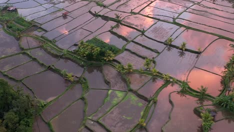 Bewässerte-Reisterrassenfelder,-Bali,-Indonesien