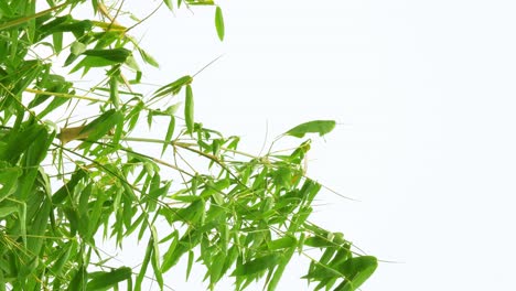 Vertical-footage---Tropical-green-waving-bamboo-tree-branch-blowing-in-wind-natural-relax-background-concept-with-sunlight,-abstract-and-bokeh