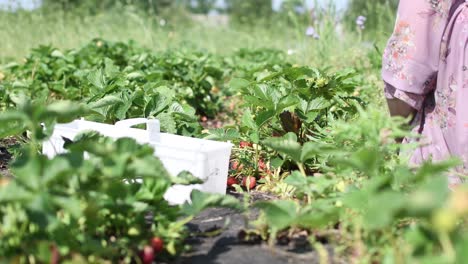 Frau-Pflückt-Frische-Rote-Natürliche-Öko-Bio-Erdbeere-Und-Füllt-Eine-Weiße-Plastikhülle
