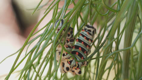 Macro-shot-of-a-swallowtail-butterfly-caterpillar-as-it-climbs-on-an-anise-plant