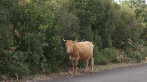 Young-brown-cattle-eating-from-some-bushes-on-the-side-of-the-road-in-Portugal