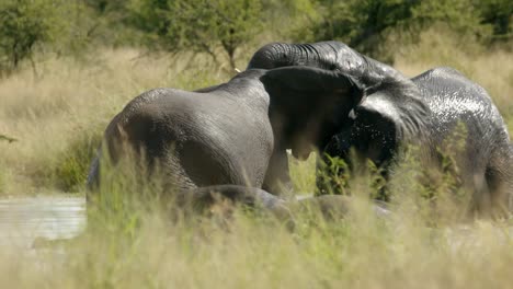 African-Male-Elephants-Fightning-in-Water,-Full-Frame-Slow-Motion