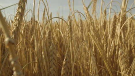 Macro-shot-of-a-camera-moving-into-a-ripe-barley-field