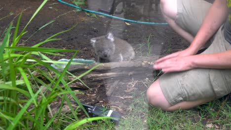 A-Rescued-Baby-Koala-With-Wildlife-Rescuer,-Bushfire-Survivor