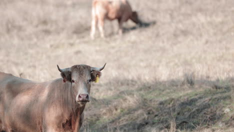 Alentejana-Cattle-Breed-On-The-Field-Looking-At-Camera-In-Alentejo,-Portalegre,-Portugal---medium-shot