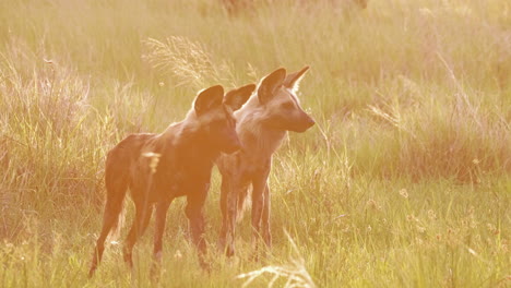 Teleaufnahme---Zwei-Afrikanische-Wildhunde-Stehen-Im-Dunstigen-Morgensonnenlicht-Im-Okavango-Delta-In-Botswana