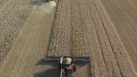 Big-Red-Combine-Harvester-operating-on-a-large-scale-wheat-farm-during-the-annual-harvesting-season---Aerial-shot-following-from-behind