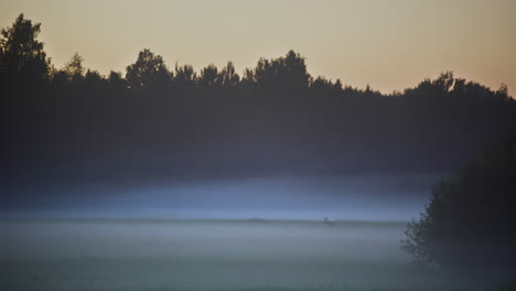 Deer-stands-in-thick-fog-at-sunrise-in-misty-field,-extreme-long-shot