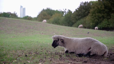 A-sad-and-alone-looking-black-headed-sheep-is-lying-and-ruminating-on-the-meadow-ground-with-skyscraper-visible-in-the-far-background