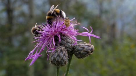 Hummel-Und-Biene-Sitzen-Auf-Süßen-Blumen-Und-Sammeln-Im-Frühling-Pollen