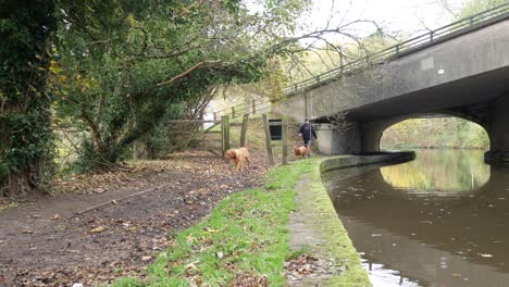 Man-walking-dogs-on-British-canal-track-under-concrete-bridge-in-Picturesque-autumn-landscape