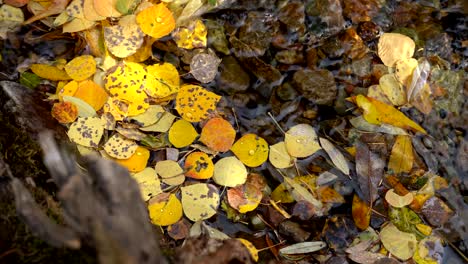 Closeup-view-of-Aspen-leaves-floating-in-water