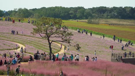 Personas-Con-Máscaras-Toman-Fotos-En-La-Colina-De-Hierba-Murhly-Que-Aparece-En-Muchos-Dramas-Coreanos,-Tierras-De-Cultivo-De-Anseong,-Vista-Superior-De-Corea-Del-Sur