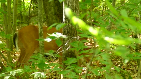 frontal-shot-of-a-cute-adult-deer-and-a-baby-deer-in-the-forest